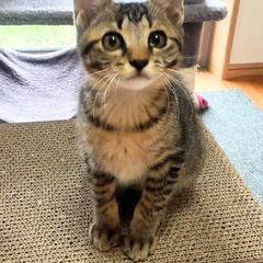 人なつっこさ満点ゴロゴロまこちゃん - 猫