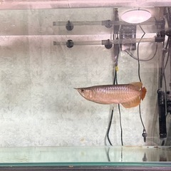 90センチ水槽　2台フルセット　3ヶ月のみ使用