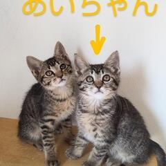 スリゴロ甘えん坊のあいちゃん