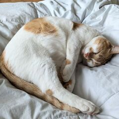 猫が大好きな方はお話ししませんか？