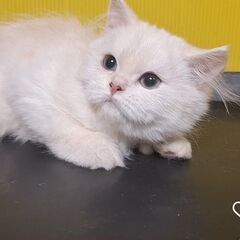 里親募集中！生後5ヶ月ブリテッシュショートヘア♂(⋈◍＞◡＜◍)。✧♡