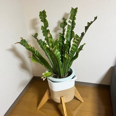 観葉植物（オオタニワタリ？）