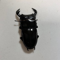 特価グランディスオオクワ大型ペア