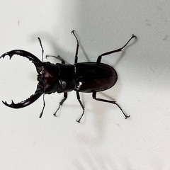 特価フォルスターフタマタ(ニシ)ペア