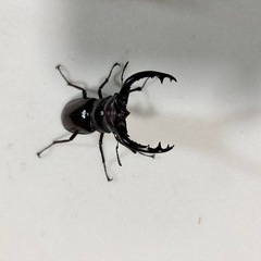 特価フォルスターフタマタ(ニシ)ペアの画像