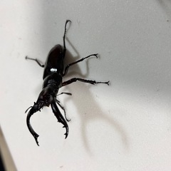 特価フォルスターフタマタ(ニシ)ペアの画像