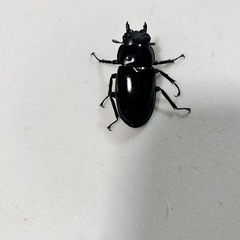 特価フォルスターフタマタ(ニシ)ペアの画像