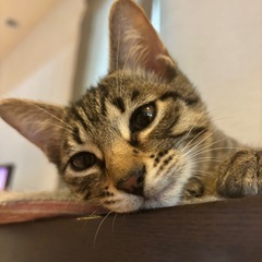 🐈‍⬛可愛い猫ちゃん大集合(*☻-☻*)💖 - その他