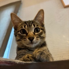 🐈‍⬛可愛い猫ちゃん大集合(*☻-☻*)💖 - 熊本市