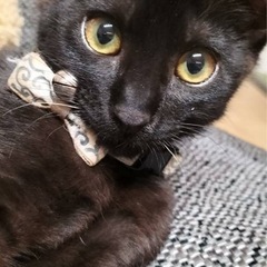🐈‍⬛可愛い猫ちゃん大集合(*☻-☻*)💖 - イベント