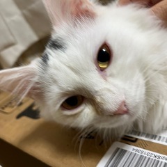 6ヶ月くらいの白猫ちゃん