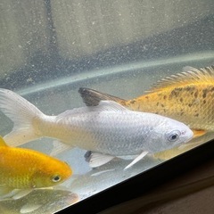 【追記有り】錦鯉 3匹 20～25cm