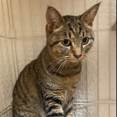 【香川県】むっくり丸顔で何とも言えない可愛さがあります