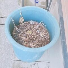 植木鉢