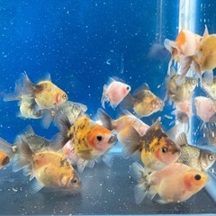 金魚（ローズテール）稚魚