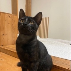 【香川県】甘えん坊でくつろぎ屋さんな男の子です🐈‍⬛ - 猫