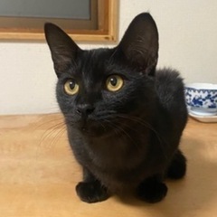 【香川県】甘えん坊でくつろぎ屋さんな男の子です🐈‍⬛ - 大阪市