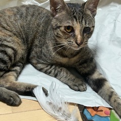 8ヶ月位メス手術済ワクチン済検査済　新年を新しいお家で！