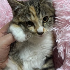 🌸🐈キジ三毛猫の赤ちゃん🐈🌸譲渡決定