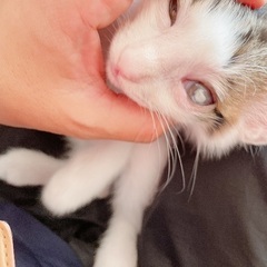 FIV陽性 早期不妊手術済（耳カット有）ベタ慣れの男の子 - 神栖市