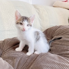 FIV陽性 早期不妊手術済（耳カット有）ベタ慣れの男の子 - 猫