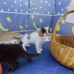 FIV陽性 早期不妊手術済（耳カット有）ベタ慣れの男の子 − 茨城県