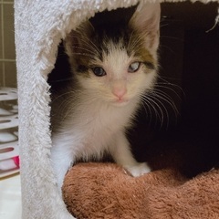 FIV陽性 早期不妊手術済（耳カット有）ベタ慣れの男の子 - 里親募集