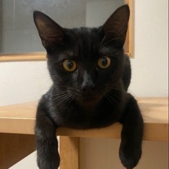 甘えん坊でくつろぎ屋さんな男の子です