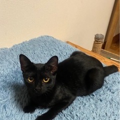 オレンジ目が可愛い黒猫ちゃん