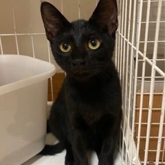黒猫美人🐈‍⬛