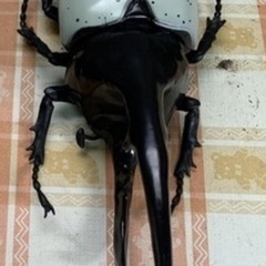 MEGAフィギュア　ヘラクレスオオカブト　の画像