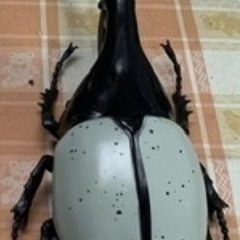 MEGAフィギュア　ヘラクレスオオカブト　の画像