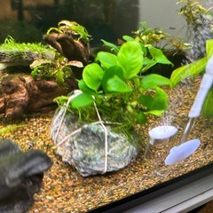 石付きアヌビアスナナ