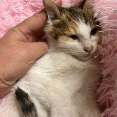 🌸🐈白三毛猫さん🐈🌸 - 里親募集