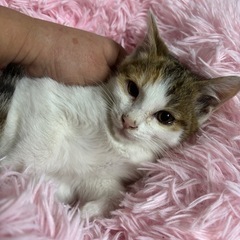 🌸🐈白三毛猫さん🐈🌸 − 大分県