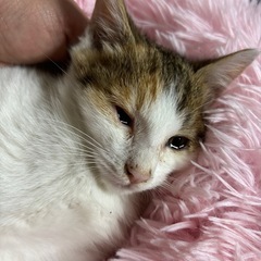 🌸🐈白三毛猫さん🐈🌸 - 猫