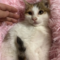 🌸🐈白三毛猫さん🐈🌸 - 大分市