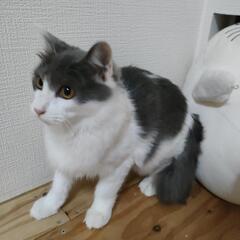 長毛ミックスブルー×ホワイト - 猫
