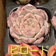 ☆多肉植物 ☆韓国苗☆エケベリア☆１つ☆根付き☆①の画像