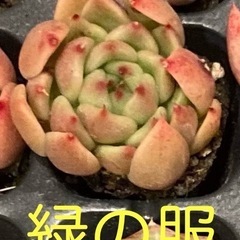 ☆多肉植物 ☆韓国苗☆エケベリア☆１つ☆根付き☆①の画像