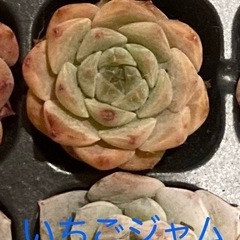 ☆多肉植物 ☆韓国苗☆エケベリア☆１つ☆根付き☆①の画像
