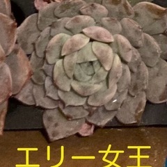 ☆多肉植物 ☆韓国苗☆エケベリア☆１つ☆根付き☆②の画像