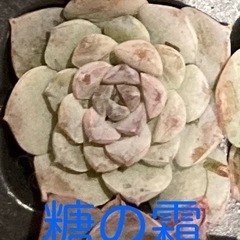 ☆多肉植物 ☆韓国苗☆エケベリア☆１つ☆根付き☆②の画像