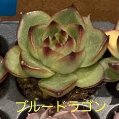 ☆多肉植物 ☆韓国苗☆エケベリア☆１つ☆根付き☆②の画像