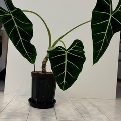アロカシア　グリーンベルベット　大きめ　観葉植物　説明分読んでく...