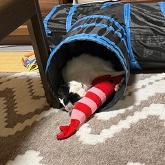 長毛の子猫⭐︎カリカリも食べます⭐︎