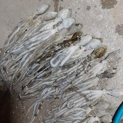 シガヤー(約１.3kg 増量中) 3セットの画像