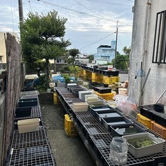 メダカ プレゼント抽選企画🎁 30品種 11月23、24日
