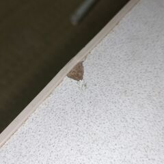 【冬物家電】75cm角 こたつ　天板はリバーシブルで両面使用可能！の画像