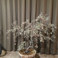 ロシアンオリーブ　観葉植物　大型